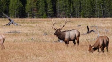 Yellowstone Ulusal Parkı 'ndaki Madison Nehri yakınlarında dişi sürüsünü yöneten bir geyik. Boğa borazanı. Clip 'in sesi var. Kamera hayvanı takip ediyor..