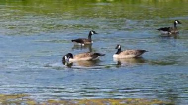 Kanada kazlarının küçük bir kısmı nehirde yüzüyor..
