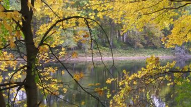Sonbahar renklerini gösteren ağaçların arasından Delaware Nehri 'nin manzarası. Hafif bir esinti yaprakları savuruyor. Kamera kilitlendi.