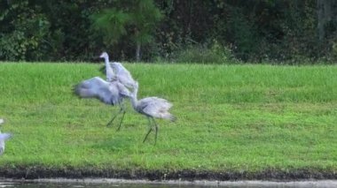 Central Florida 'da küçük bir gölün kıyısında dans eden bir Sandhill Crane Ailesi. Görünüşe göre iki yetişkin ve neredeyse yetişkin bir tay var. Hayvanları takip eden kamera.