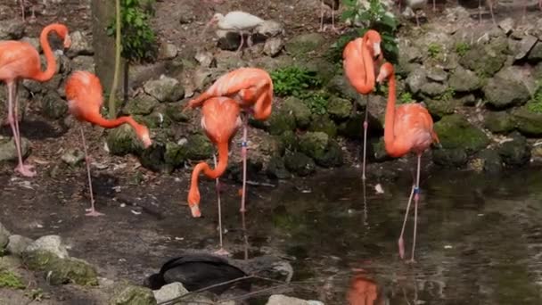 Een Groep Flamboyantie Van Flamingo Nabij Een Vijver Centraal Florida — Stockvideo
