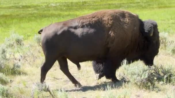Egy Nagy Bika Amerikai Bölény Sétál Szélén Lamar Völgyben Yellowstone — Stock videók