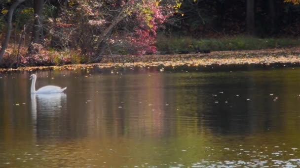 Two Swans Fall Day Small Lake Pennsylvania Camera Locked — Stock Video