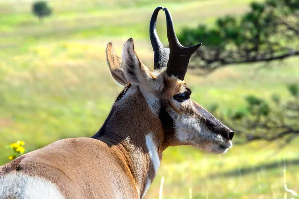 Profilo Pronghorn Antilope Custer State Park Dakota Del Sud — Foto Stock