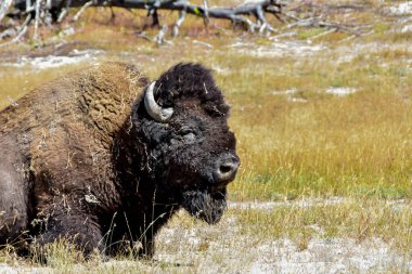Yellowstone Ulusal Parkı 'ndaki Firehole Lake Drive' da dinlenen büyük bir bufalo..