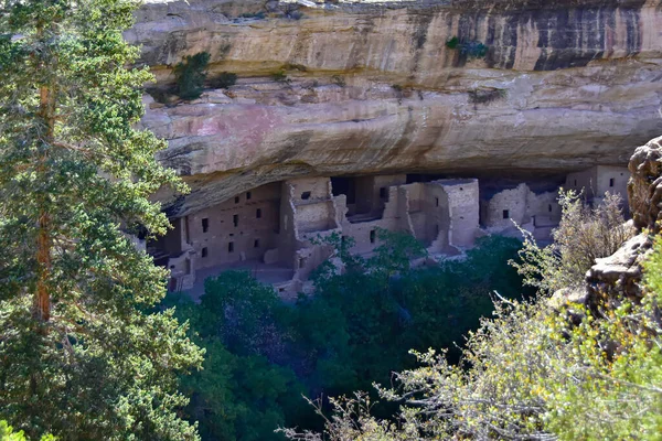 Antigua Casa Del Árbol Abeto Parque Nacional Mesa Verde Colorado —  Fotos de Stock