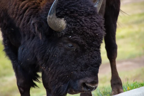 Nahaufnahme Eines Büffels Custer State Park South Dakota — Stockfoto