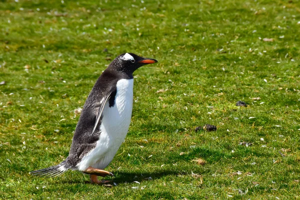 Gentoo Penguin Dehors Pour Une Promenade Volunteer Point Îles Malouines — Photo