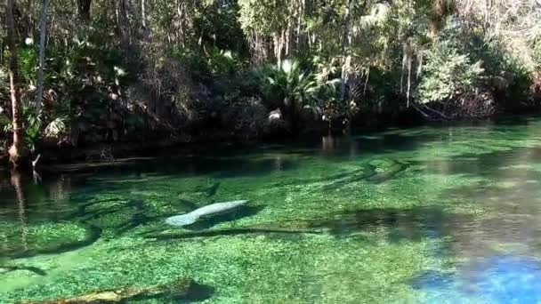 Флорида Ланати Находится Реке Голубой Спринг Стейт Парк Центральной Флориде — стоковое видео