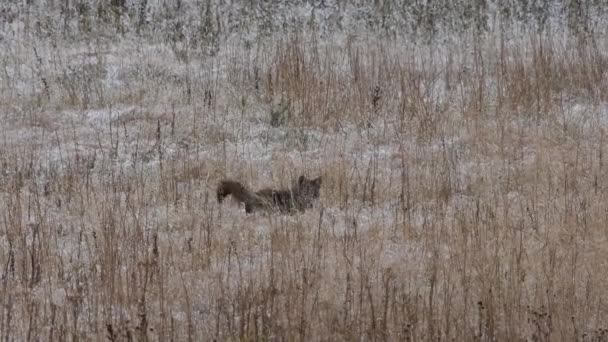 マディソン川沿いのイエローストーン国立公園の野原で小さな動物を狩るコヨーテ 動物に続くカメラ — ストック動画