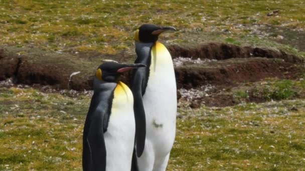 Two King Penguins Walking Rookery Falkland Islands Camera Animals — Stock Video