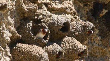 Cliff Swallows, Wyoming 'deki Yellowstone Ulusal Parkı, Lamar Vadisi' ndeki Soda Butte 'de yuva yapıyor. Kamera kilitlendi.
