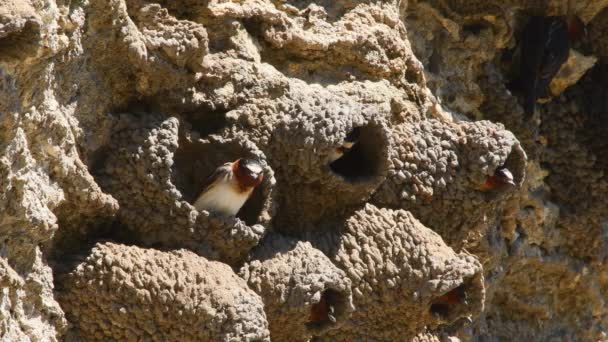 Здание Гнезда Cliff Swallows Soda Butte Долине Ламар Йеллоустоун Штат — стоковое видео