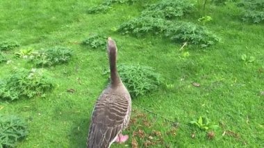 St. James Park, Londra, İngiltere 'de bir Greylag Goose. Hayvanı takip eden kamera.