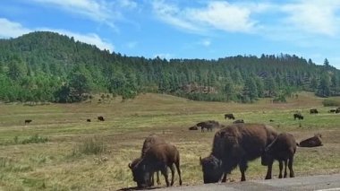 Amerikan Bizonu, Güney Dakota Custer Eyalet Parkı 'nda otluyor..
