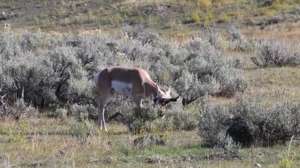 Een Amerikaanse Pronghorn Graaft Een Veld Van Sagebrush Lamar Valley — Stockvideo