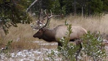 Yellowstone Ulusal Parkı 'nda hafif kar tozuyla otlayan bir boğa geyiği. Kamera hayvanı takip ediyor..