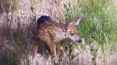 Beyaz kuyruklu geyik yavrusu Gardiner, Montana 'da arka bahçeye doğru ilerliyor..