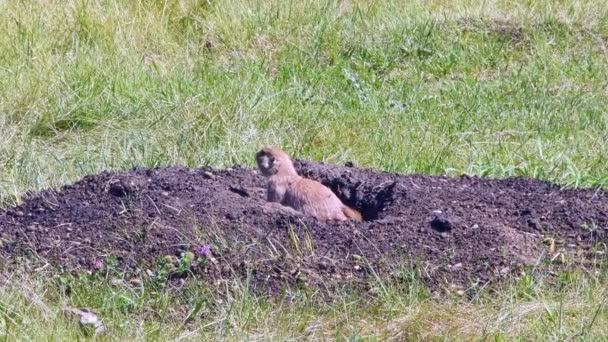 南达科他州卡斯特州立公园 一只草原狗紧贴着它的洞穴 你能听见草原上的狗在吱吱叫 — 图库视频影像