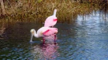Orta Florida 'da yiyecek arayan bir çift gül kaşığı..