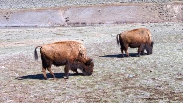 Amerikaanse Buffalo Grazen Lamar Valley Yellowstone National Park Camera Volgt — Stockvideo