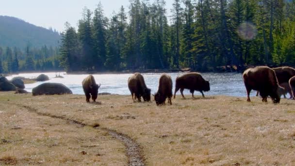 イエローストーン西部のマディソン川に沿った小さなアメリカのバイソン放牧の群れ 動物に続くカメラ — ストック動画