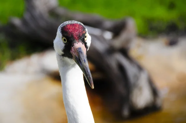 Whooping Crane — Stock Photo, Image