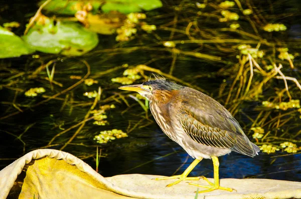 Gröna hägern — Stockfoto