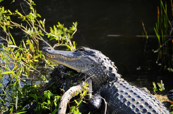 Alligator op een logboek — Stockfoto