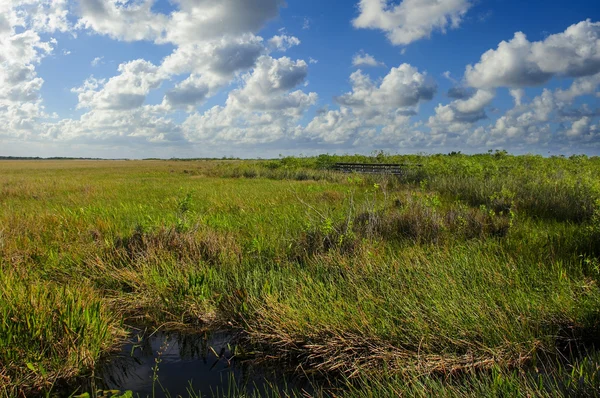 Everglades το εθνικό πάρκο Royalty Free Φωτογραφίες Αρχείου