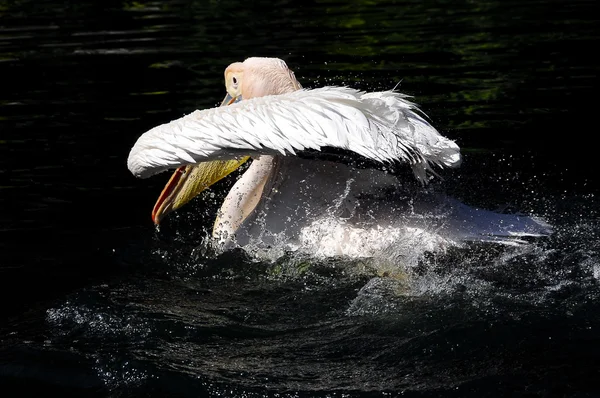 Roze back pelikaan — Stockfoto