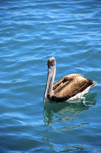 Brown Pelican — Stock Photo, Image