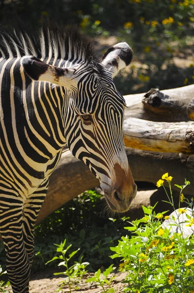 Closeup of a Zebra — Stock Photo, Image