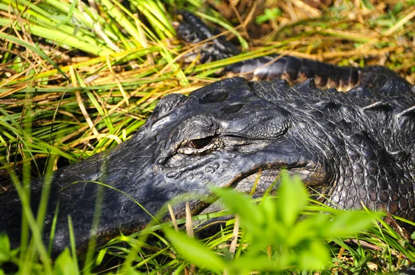 Alligator — Stockfoto