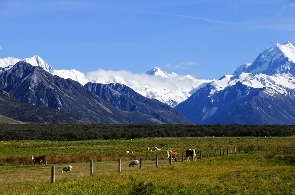 Pâturage des vaches et des moutons — Photo