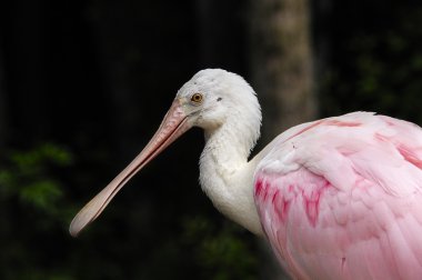 gül kaşık gagası