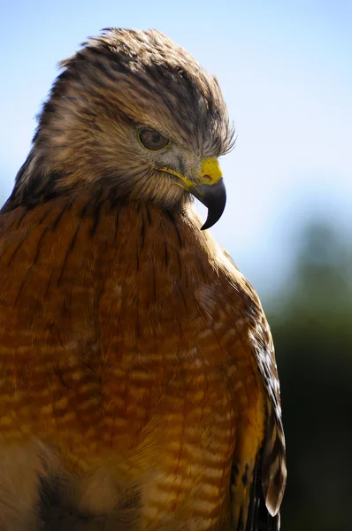 Spalla rossa Hawk — Foto Stock