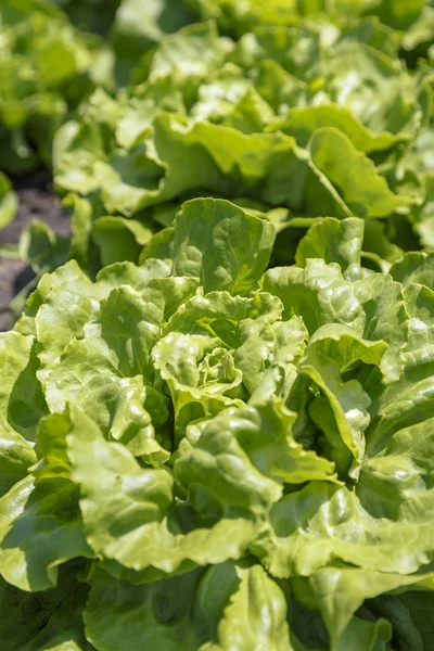 Свежий зеленый салат — стоковое фото