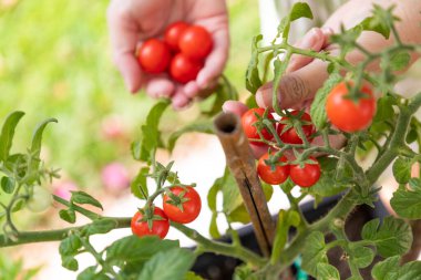 Bahçedeki Sarmaşıkta Olgun Kiraz Domatesleri Toplayan Kadın.