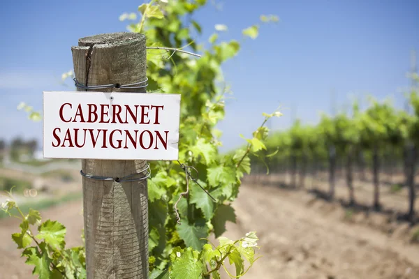 Cabernet-Sauvignon-Schild auf Weinbergspost — Stockfoto