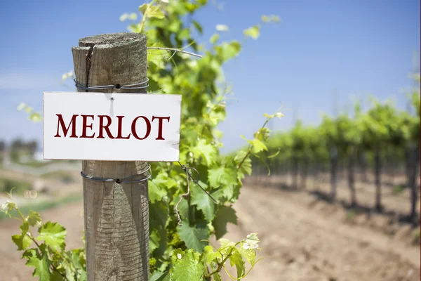 Merlot teken op wijngaard post — Stockfoto