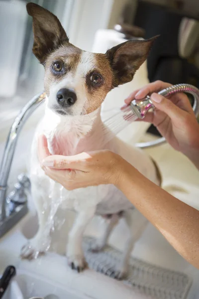 Lindo Jack Russell Terrier consiguiendo un baño en el fregadero —  Fotos de Stock