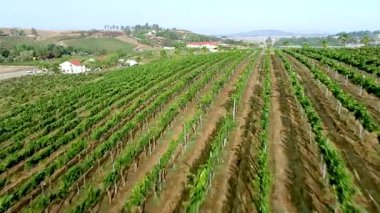 Temecula, Kaliforniya 'nın Lush Grape Vineyard kırsalında Hava Aracı Uçuşu Görünümü.