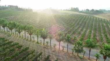 Temecula, Kaliforniya 'nın Lush Grape Vineyard kırsalında Hava Aracı Uçuşu Görünümü.