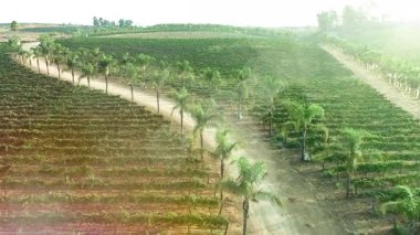 Temecula, Kaliforniya 'nın Lush Grape Vineyard kırsalında Hava Aracı Uçuşu Görünümü.