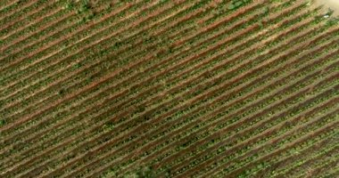 Temecula, Kaliforniya 'nın Lush Grape Vineyard kırsalında Hava Aracı Uçuşu Görünümü.