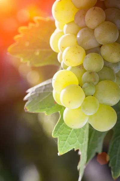 Buja fehér szőlő véka Vineyard nap délután — Stock Fotó