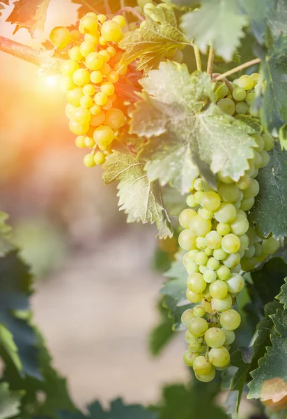 Videira de Bushels de uva branca exuberante no sol da tarde — Fotografia de Stock