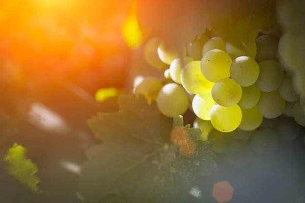 Videira de Bushels de uva branca exuberante no sol da tarde — Fotografia de Stock