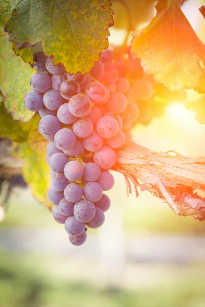 Vigna d'uva rossa lussureggiante nel sole pomeridiano — Foto Stock
